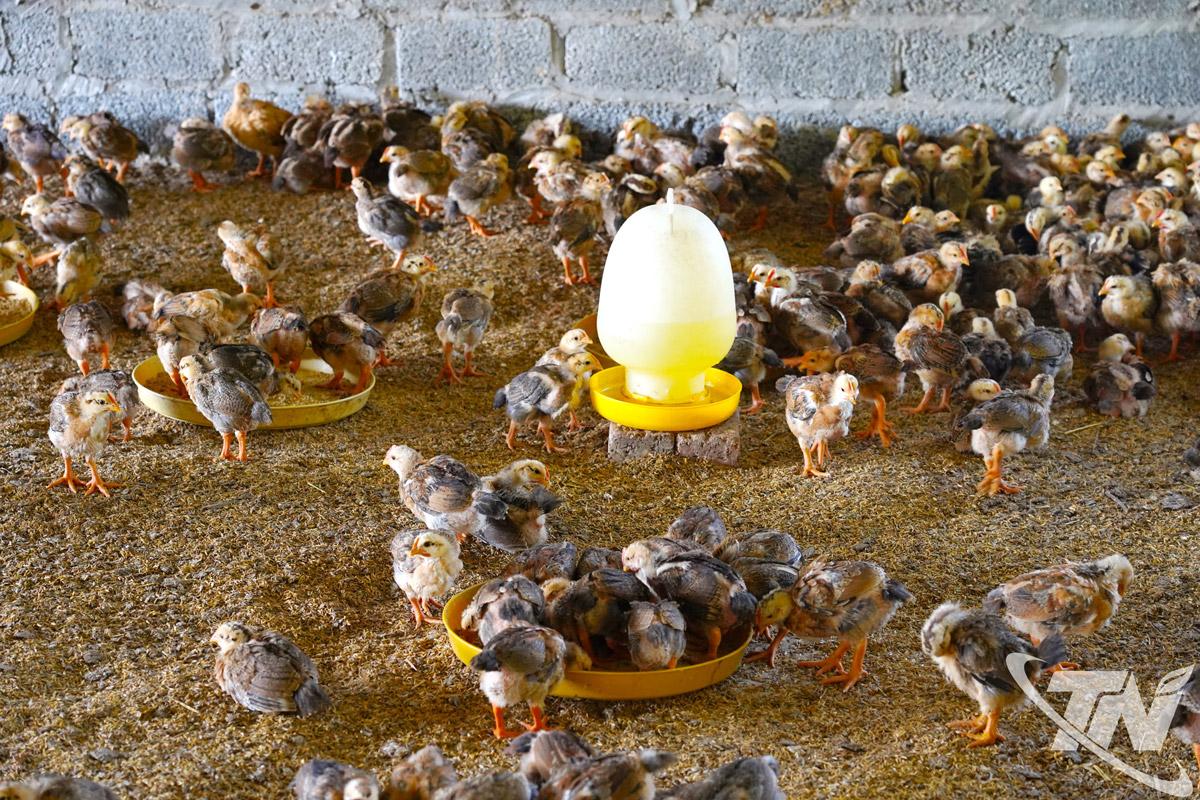 HTX gà hữu cơ Tân Phú chủ động lựa chọn giống gà ngắn ngày nhằm giảm chi phí, hạ giá thành sản phẩm.