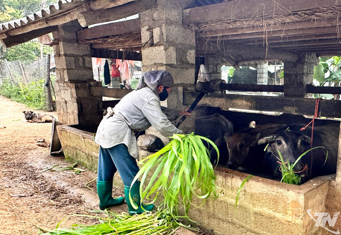 Người dân thôn Nà Vài, xã Nghiên Loan phát triển chăn nuôi trâu theo hình thức sinh sản.