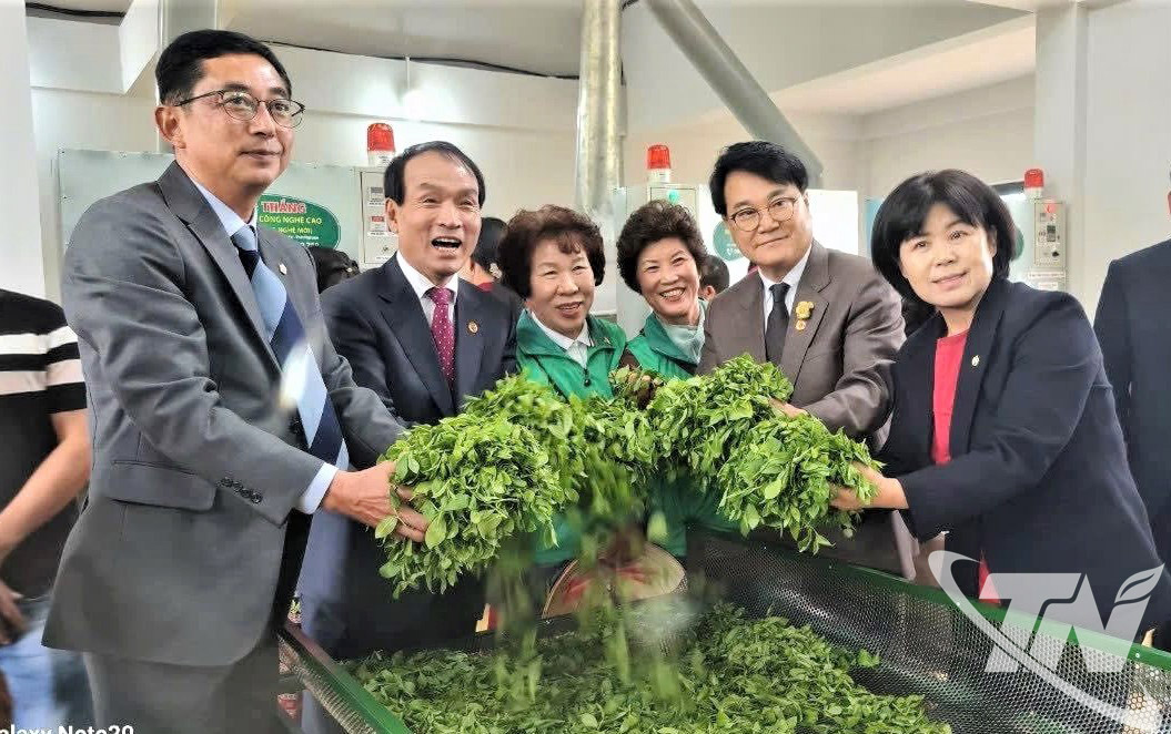 Du kh&aacute;ch H&agrave;n Quốc trải nghiệm c&ugrave;ng n&ocirc;ng d&acirc;n v&ugrave;ng ch&egrave; x&atilde; Ph&uacute; Đ&igrave;nh.