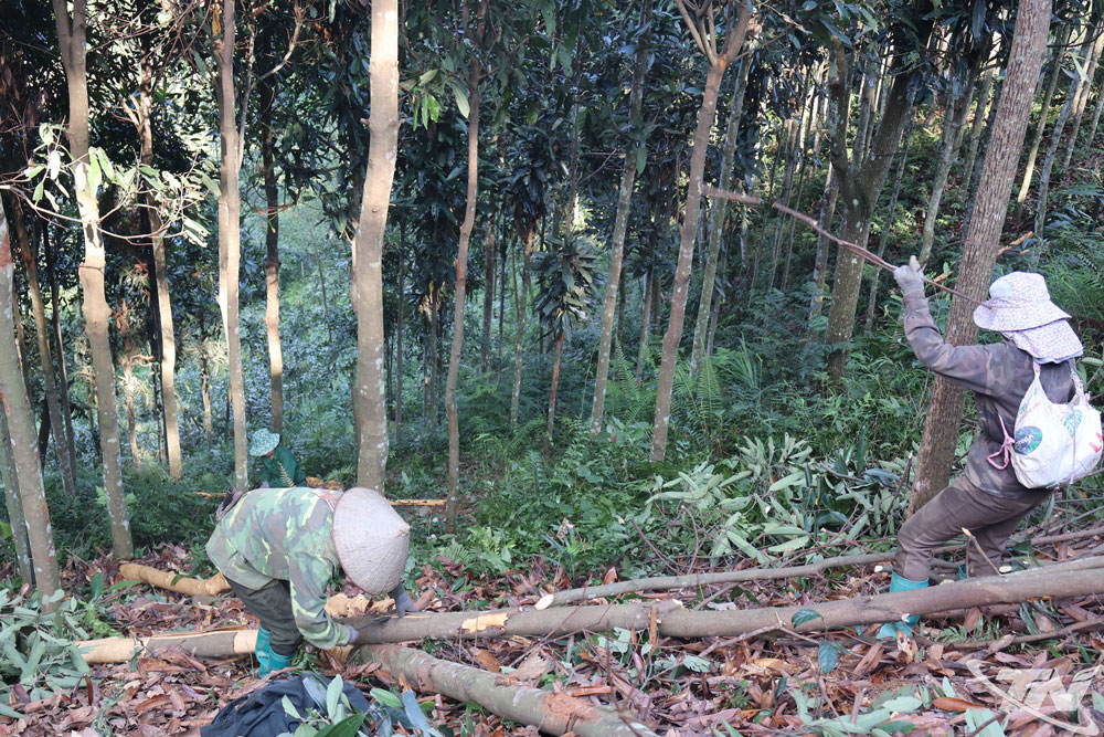 Những đồi quế ở các xã phía Bắc Thái Nguyên vào vụ khai thác từ tháng 4,5.