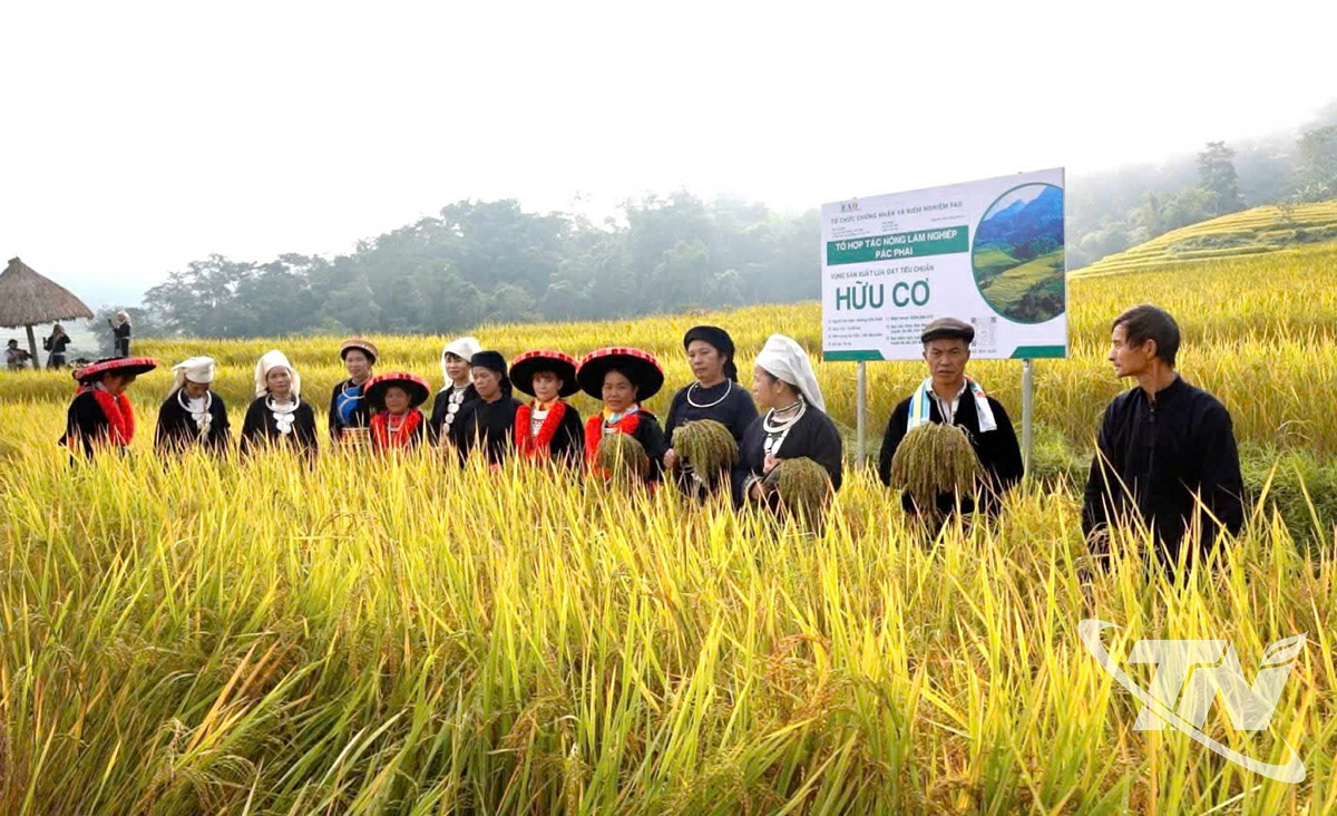 Bà con nông dân thôn Pác Phai xã Ba Bể tham quan Mô hình cấy lúa hữu cơ.