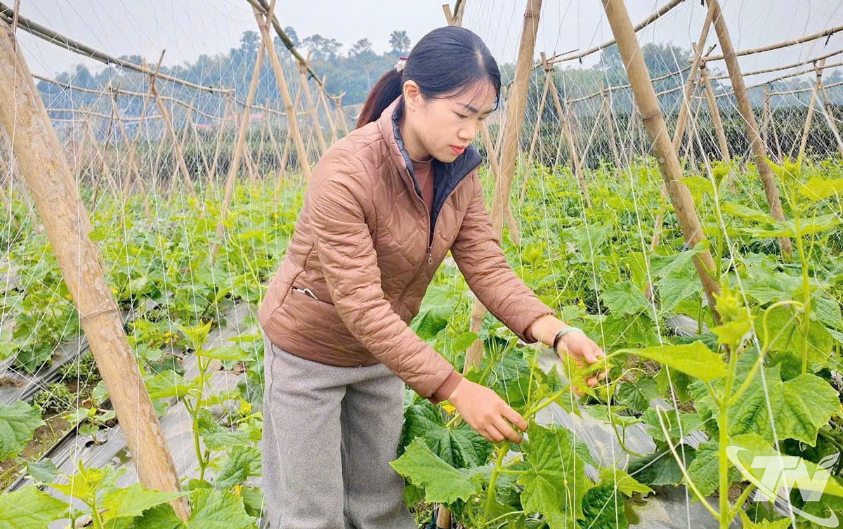 Sản xuất rau, củ, quả VietGAP tại Thái Nguyên ngày càng được mở rộng, với trên 200ha đã được cấp giấy chứng nhận.