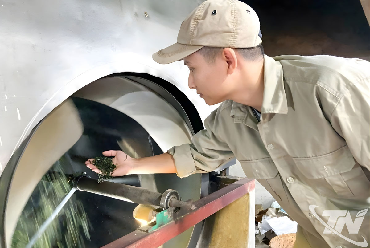 Hợp tác xã sản xuất trà an toàn Thái Ninh (xã Vô Tranh) phát triển vùng chè theo hướng VietGAP và hữu cơ.