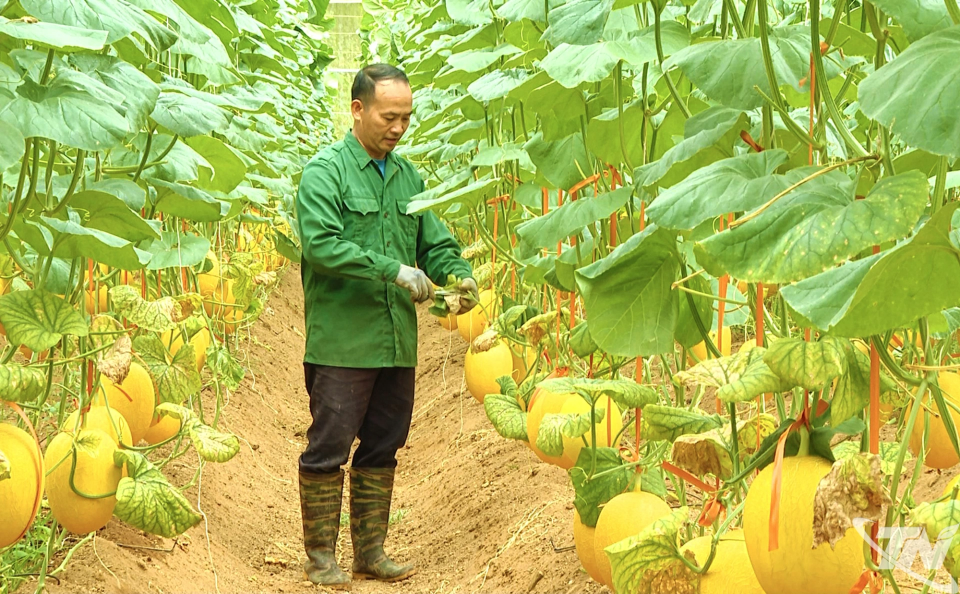 Vườn dưa lưới trĩu quả của gia đình ông Hoàng Văn Nam là thành quả của quá trình lao động cần cù, bền bỉ.
