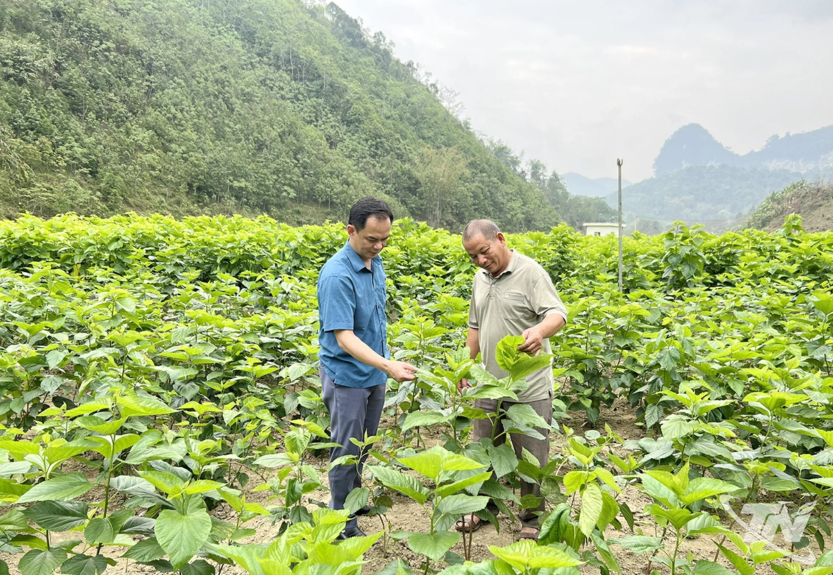 Xã Bằng Thành tập trung phát triển các mô hình kinh tế phù hợp với điều kiện của địa phương. Trong ảnh: Mô hình trồng cây dâu nuôi tằm mang lại thu nhập khá ở thôn Nà Lẹng.