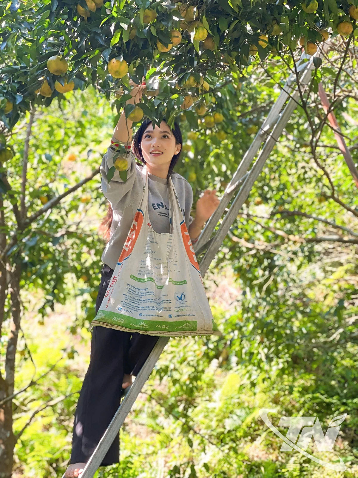  Màu vàng của những quả quýt chín khiến Kath   không khỏi ngạc nhiên và thích thú khi hái    từng quả.