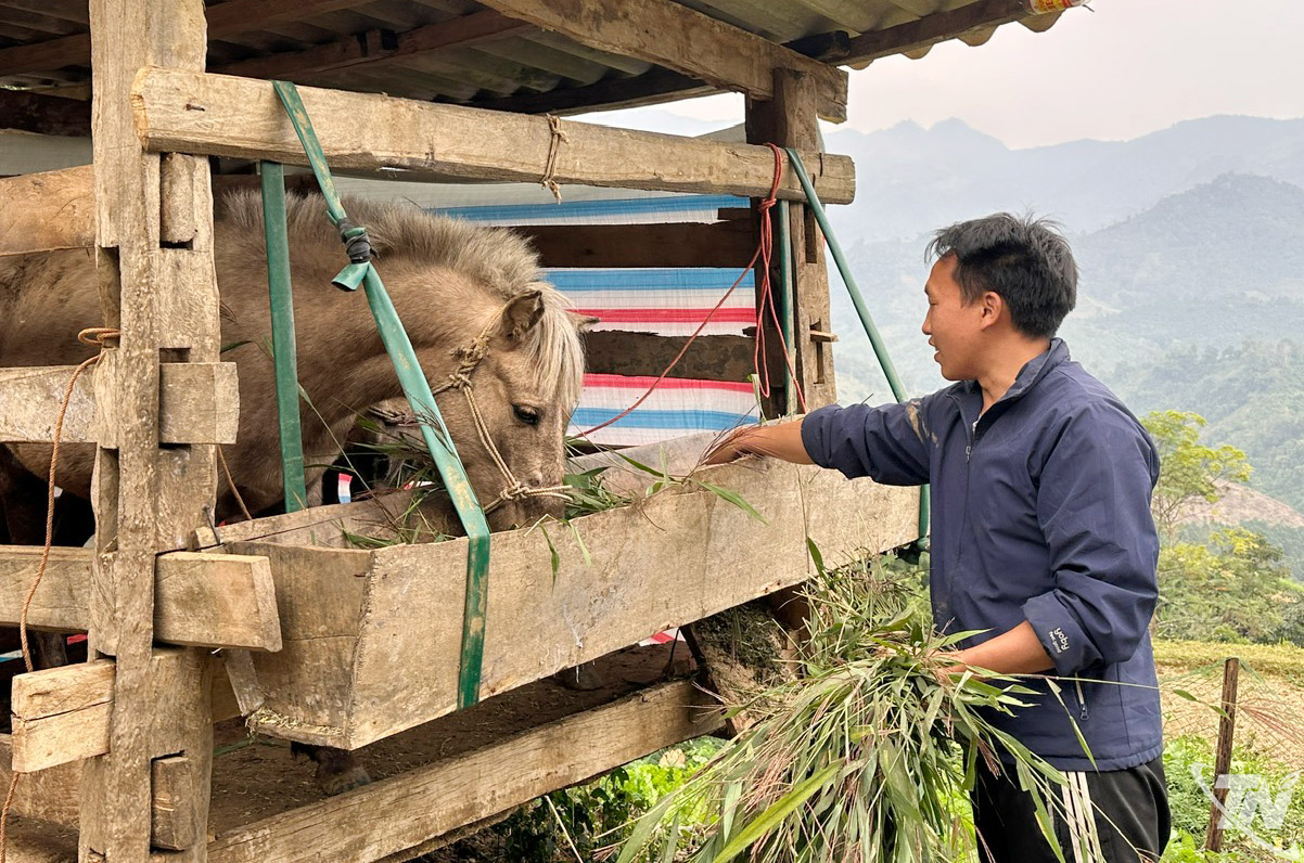 Người dân thôn Mạ Khao, xã Cao Minh chăn nuôi ngựa theo hình thức sinh sản,   phát triển đàn