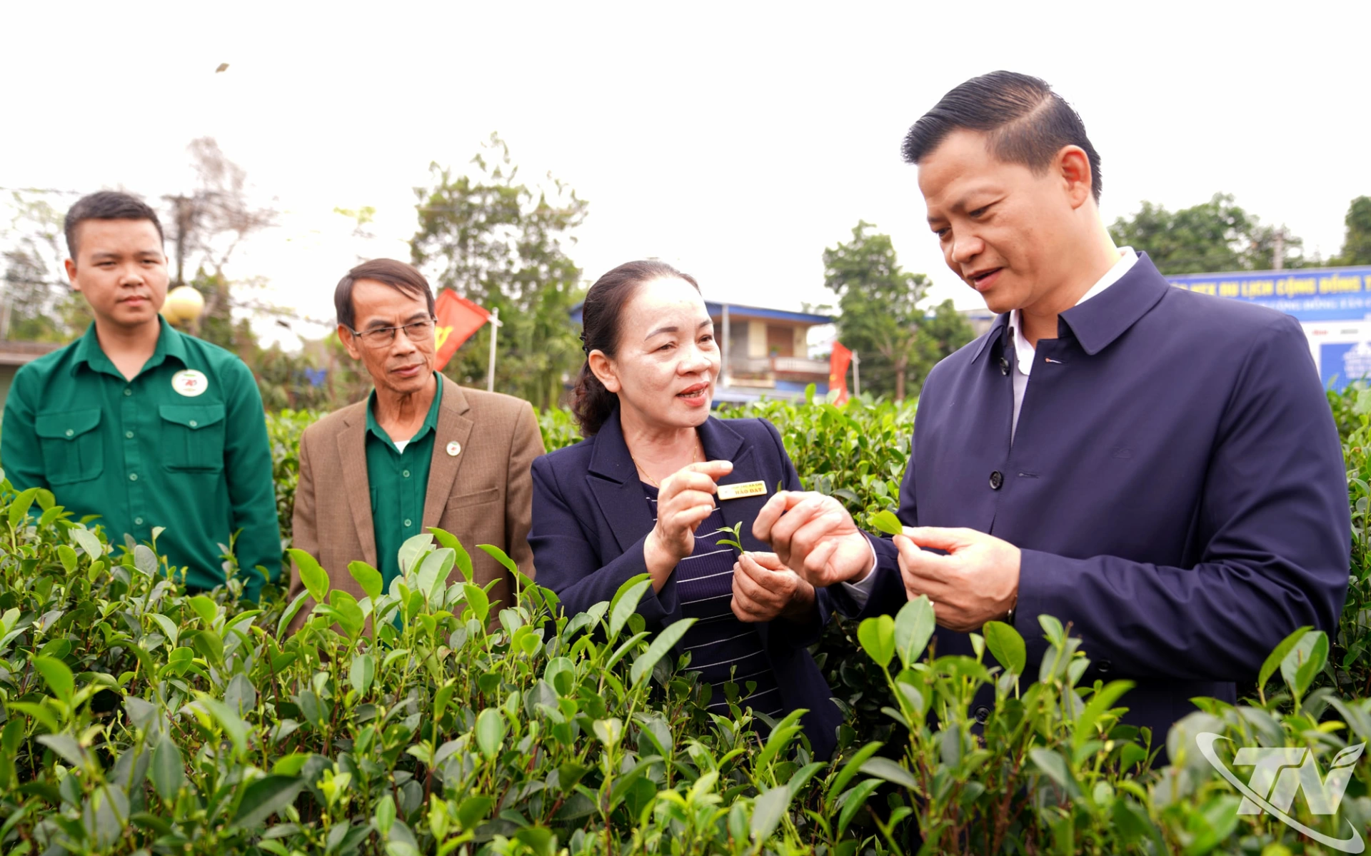 Đồng chí Chủ tịch UBND tỉnh Vương Quốc Tuấn thăm mô hình sản xuất, kinh doanh của Hợp tác xã chè Hảo Đạt.