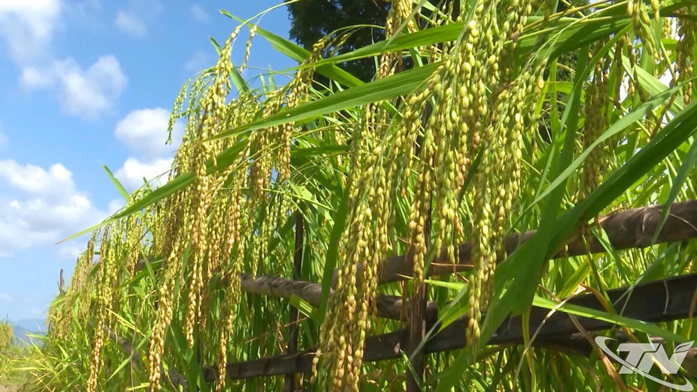 Khẩu Nua Pái vừa được Cục Trồng trọt và Bảo vệ thực vật công nhận lưu hành đặc cách