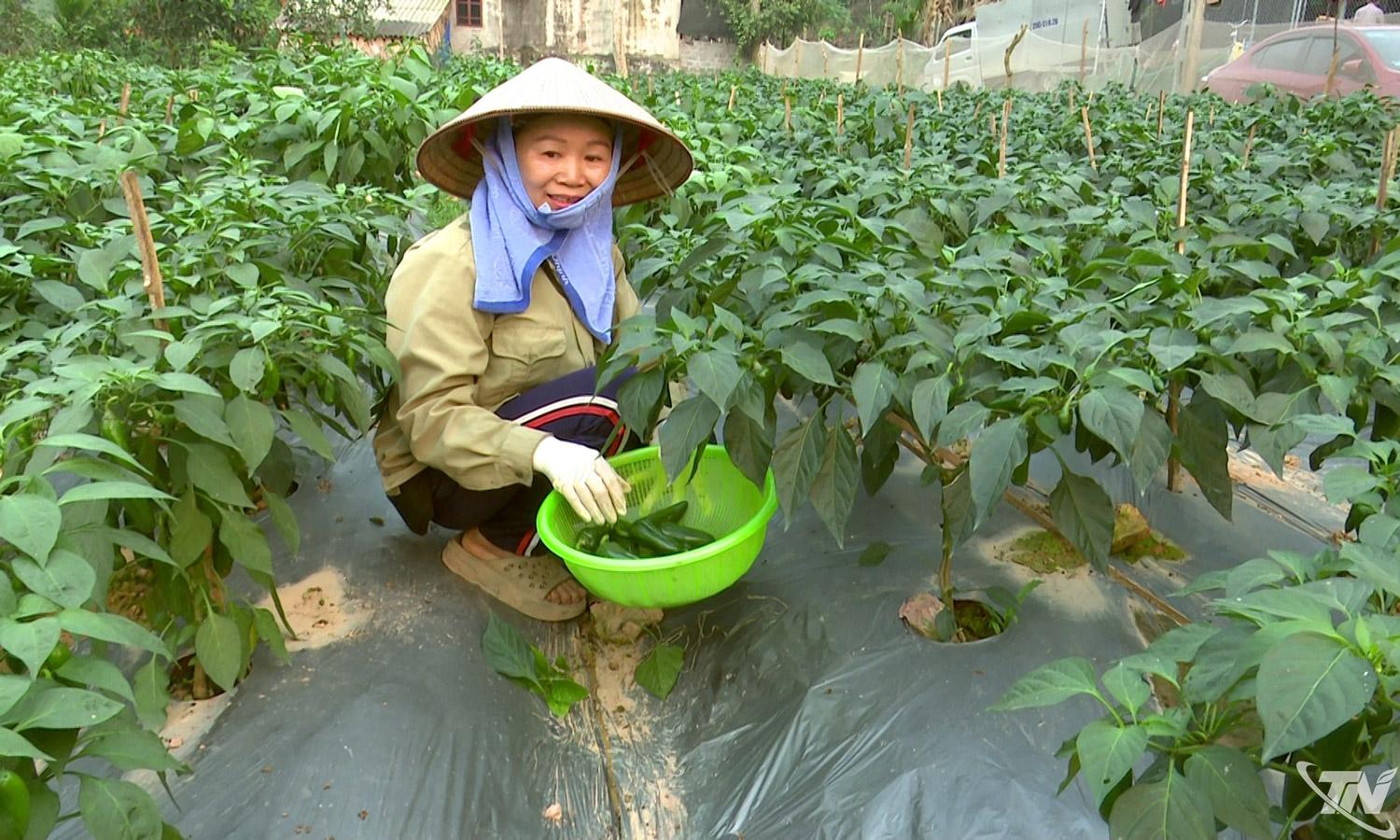 Người dân xã Vô Tranh thu hoạch ớt J xanh trong vụ sản xuất năm nay.