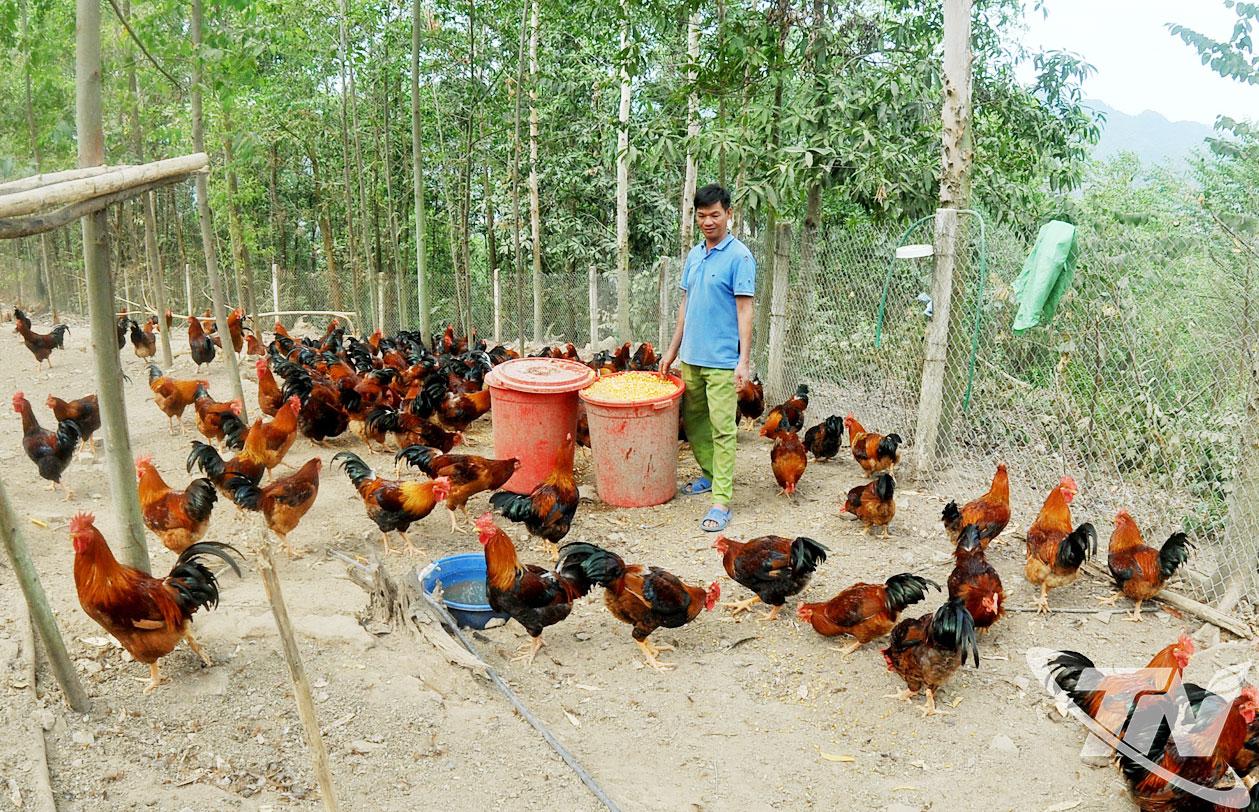 Đ&agrave;n g&agrave; trống thiến khỏe mạnh, l&ocirc;ng mượt v&agrave; c&acirc;n đối của anh Hiếu, chuẩn bị xuất b&aacute;n dịp Tết Nguy&ecirc;n đ&aacute;n.