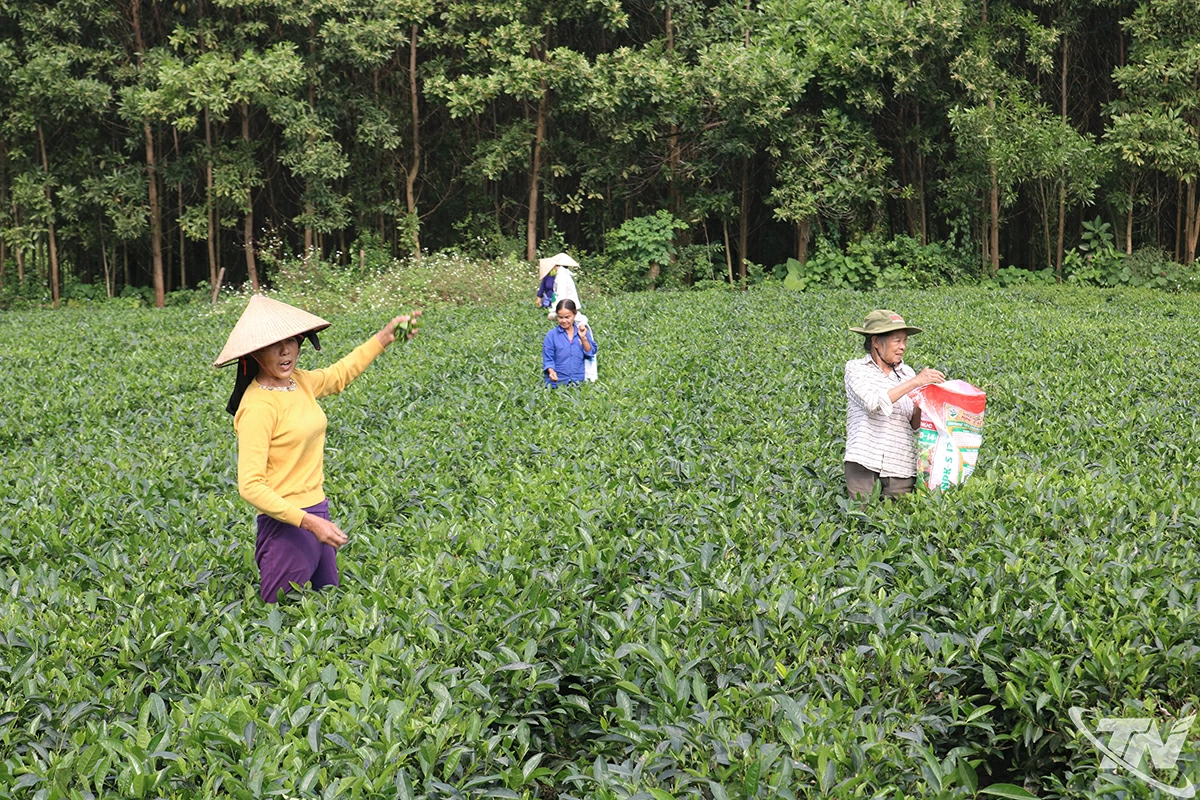 Cây chè mang lại cho nông dân xã Quang Sơn số tiền 185 tỷ đồng/năm.