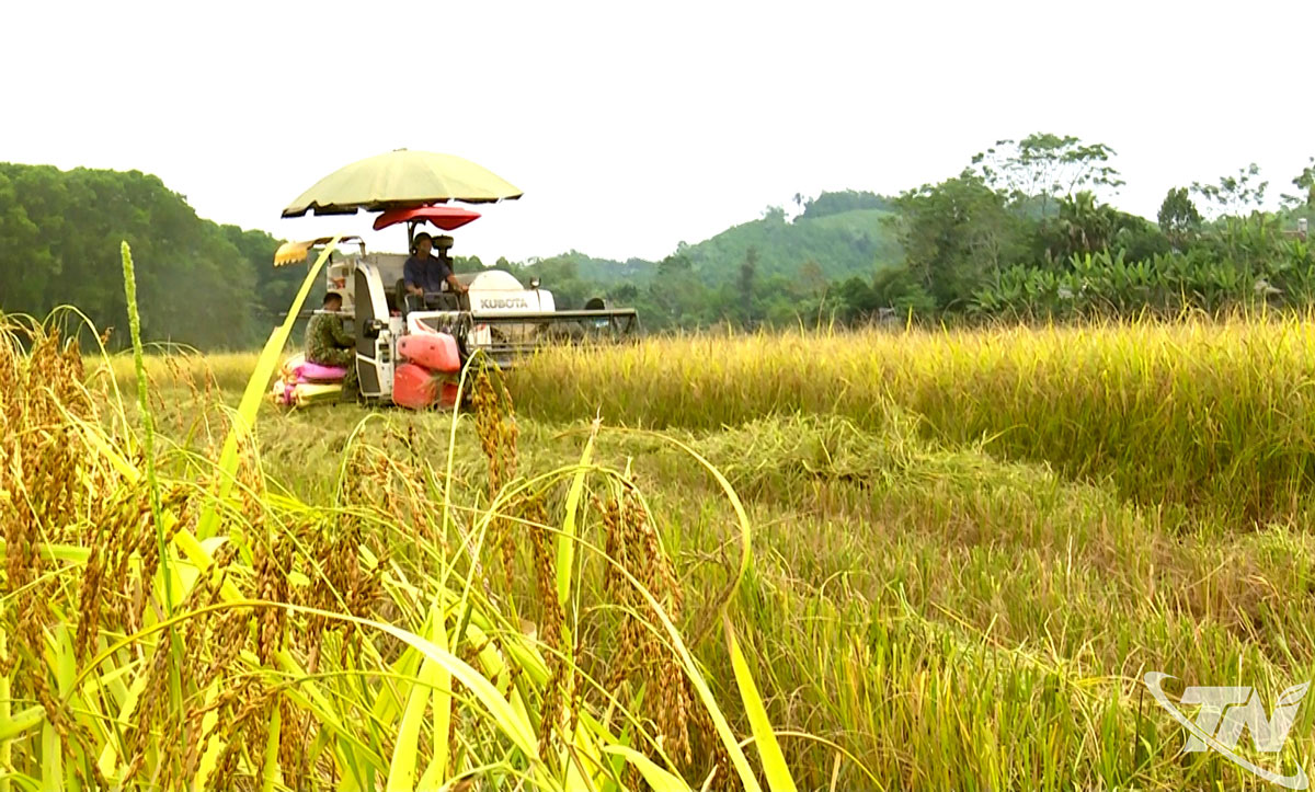 Trong vụ đầu tiên triển khai thực hiện, năng suất lúa trong mô hình canh tác lúa thông minh tưới ướt - khô xen kẽ (AWD) đã đạt 6,79 tấn/ha.