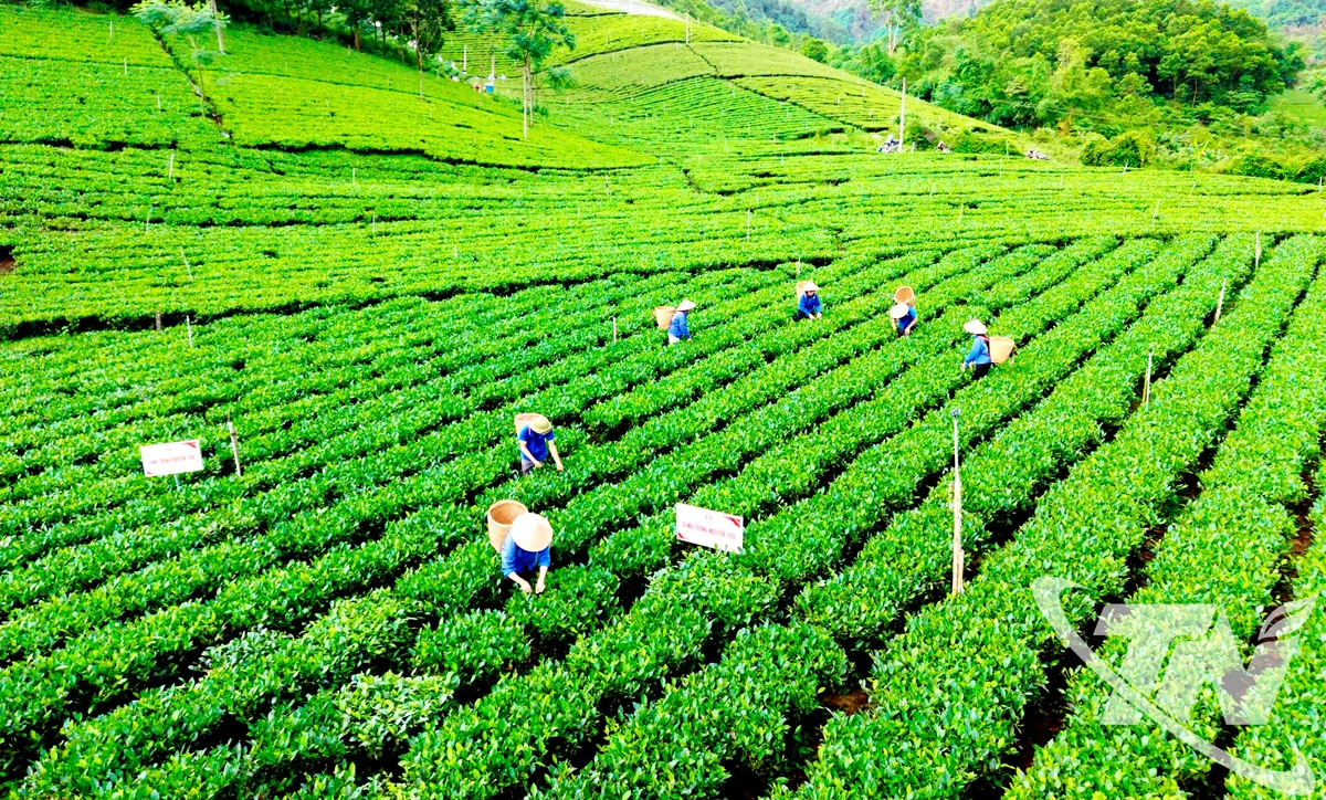 Vùng chè xã La Bằng được chọn là địa điểm tổ chức cuộc thi hái, sao chè tại Lễ hội Thái Nguyên - Hương sắc danh trà 2025.