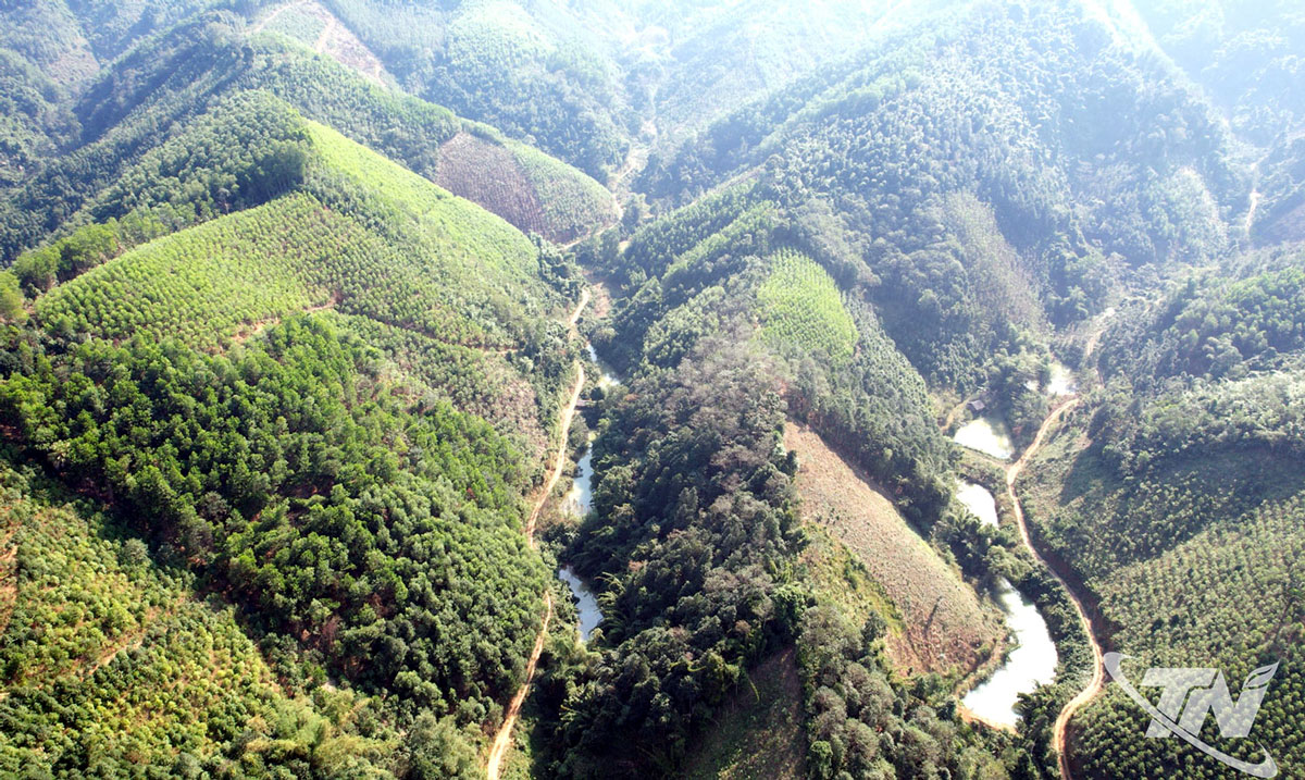 Những cánh rừng nguyên liệu rộng lớn phục vụ ngành công nghiệp chế biến gỗ trên địa bàn tỉnh