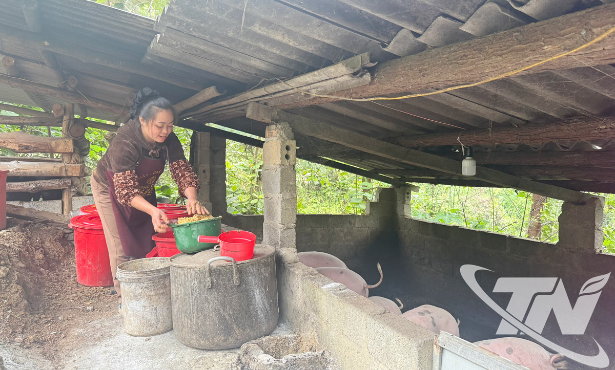 Chị Triệu Thị  Mai áp dụng phương pháp chăn nuôi bằng thức ăn đã được ủ men vi sinh tự nhiên.