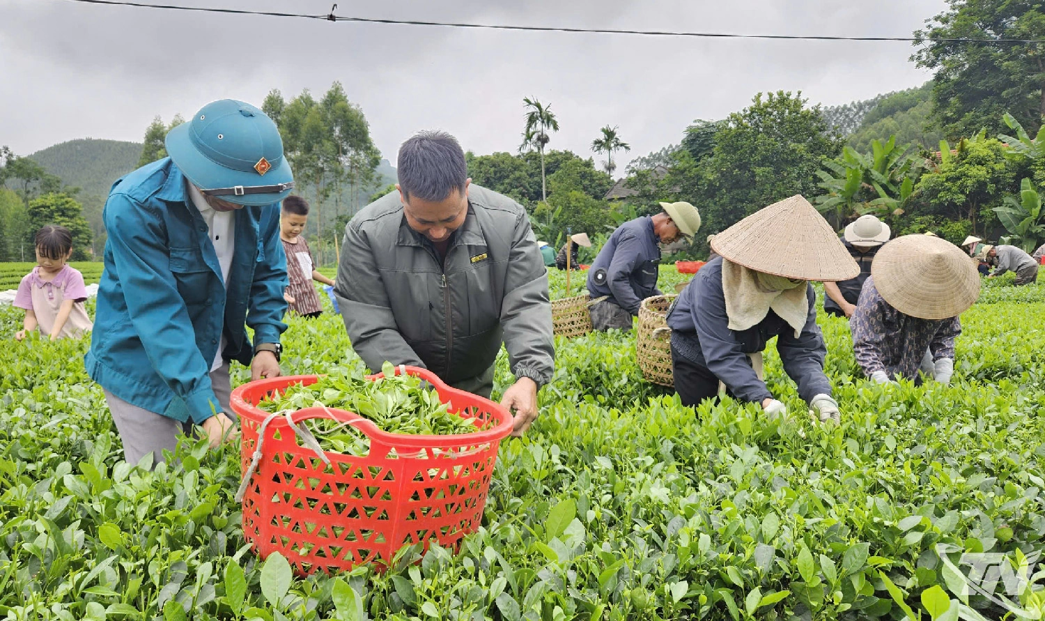 Người dân xóm Vân Hán, xã Văn Hán thu hái chè.
