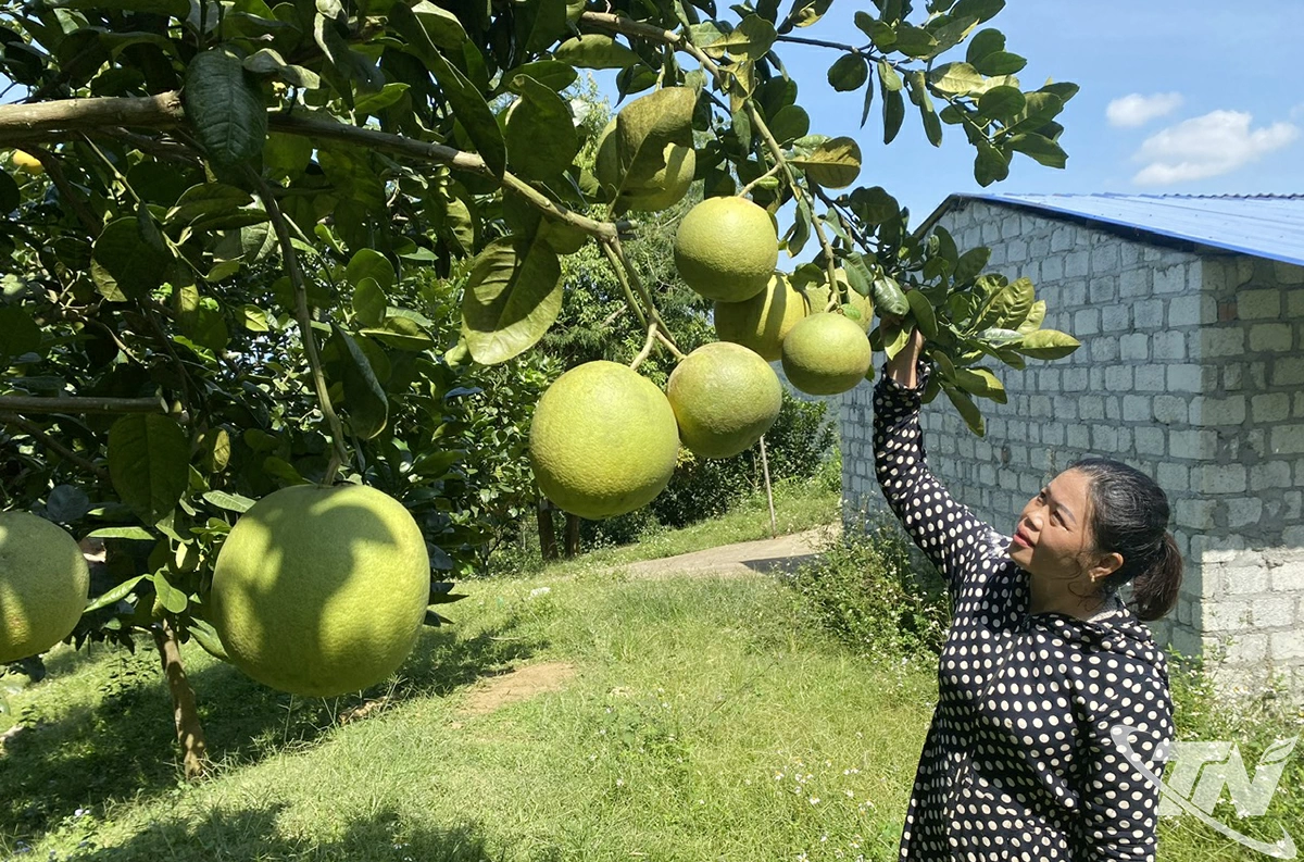 Cây bưởi da xanh, bưởi diễn được trồng nhiều trên địa bàn các xã phía Bắc  của tỉnh.