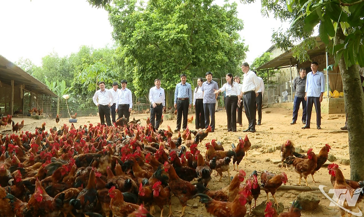 Đoàn công tác thăm mô hình mô hình HTX gà thả đồi Tân Phú, xóm Cà, xã Tân Khánh.