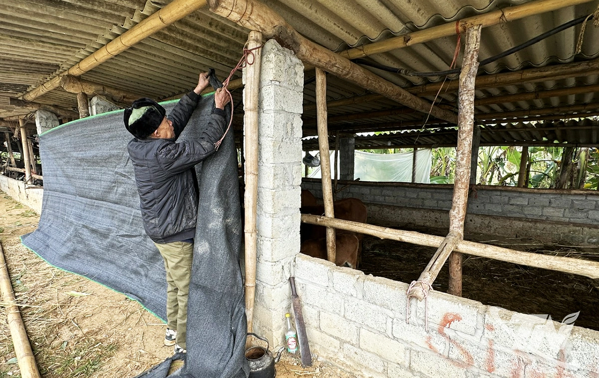   &Ocirc;ng Đặng Hồng Piao, th&ocirc;n Bản Đ&iacute;nh (x&atilde; Nghi&ecirc;n Loan) chủ động che chắn chuồng trại để bảo vệ đ&agrave;n gia s&uacute;c trước gi&oacute; r&eacute;t.