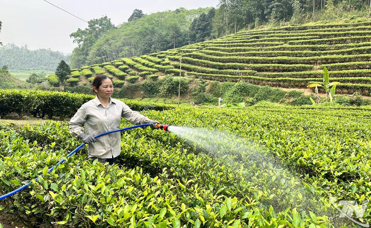 Người dân xã Thượng Minh chăm sóc đồi chè.