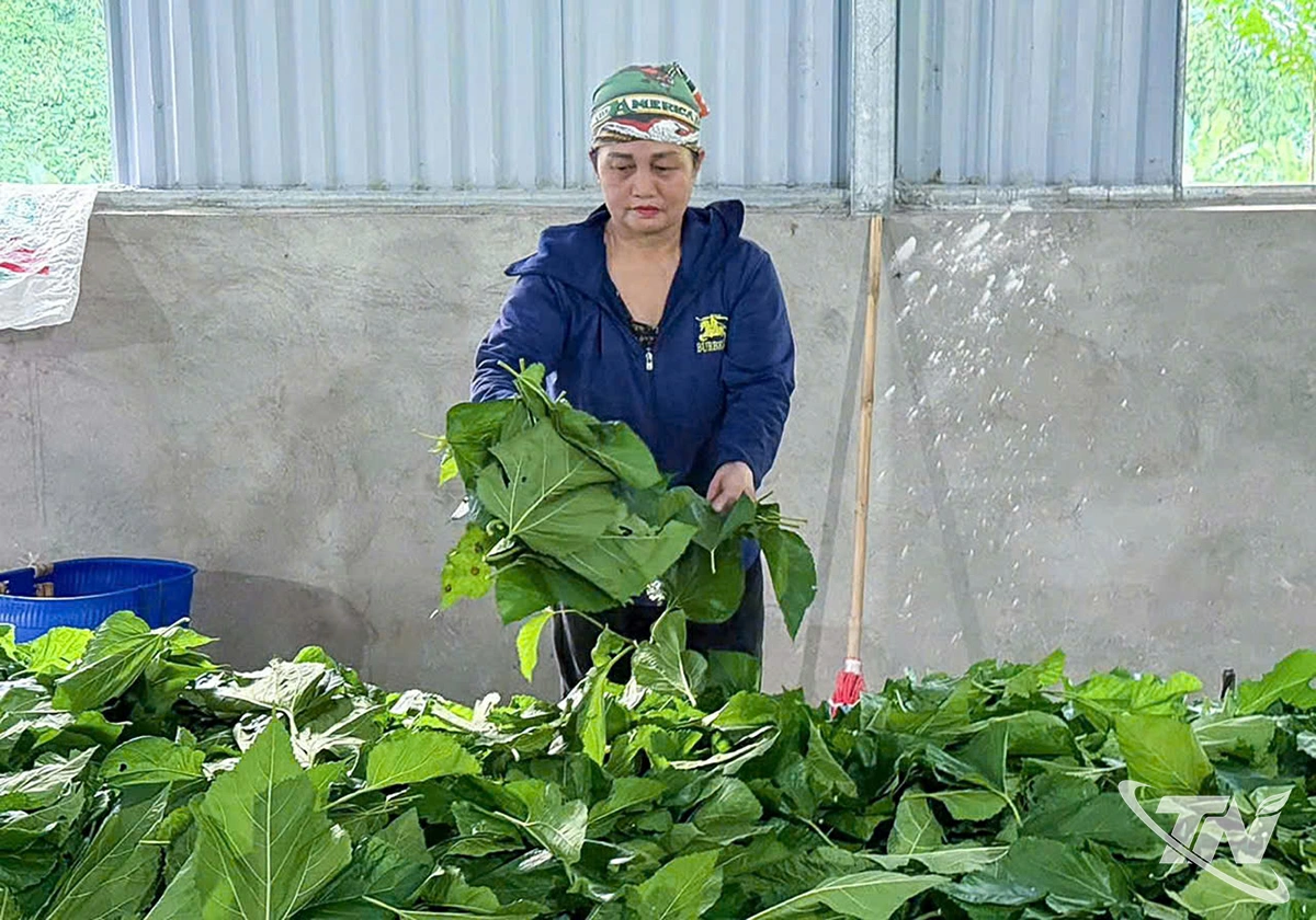 Thành viên hợp tác xã Dâu tằm Bộc Bố chuẩn bị lá dâu chăn tằm.