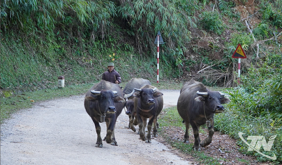 Đàn trâu được lùa về chuồng tránh rét trong thời tiết lạnh giá.