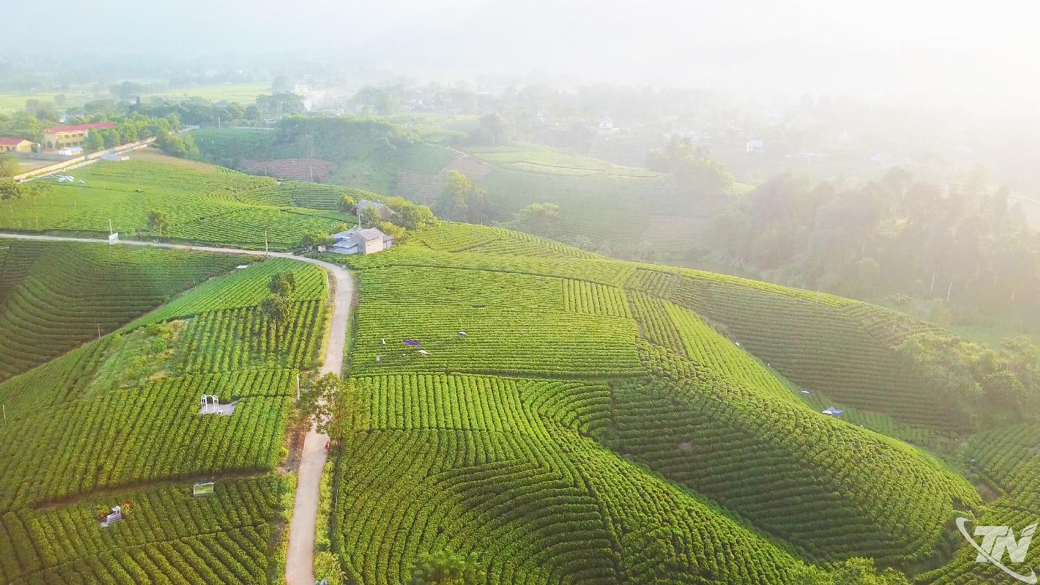 Đồi chè Cầu Đá, xã La Bằng.