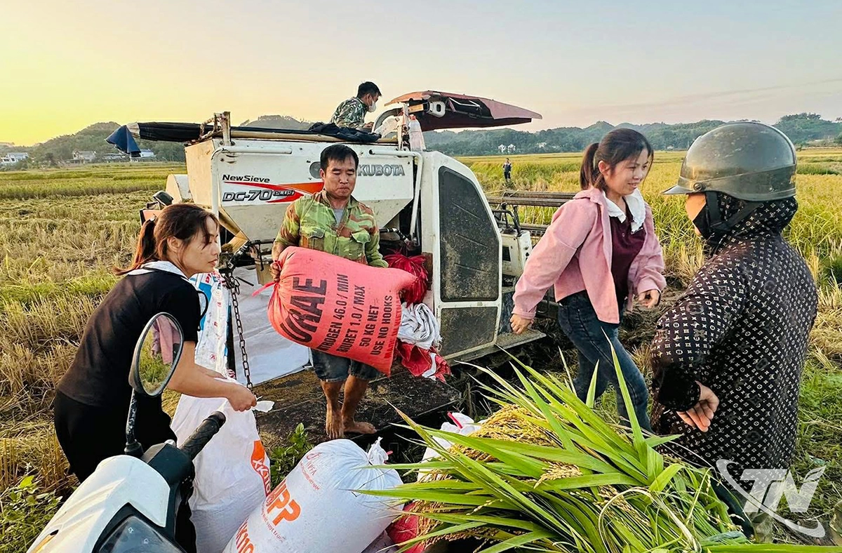 Bà con xã Hợp Thành thu hoạch lúa nếp vải.  