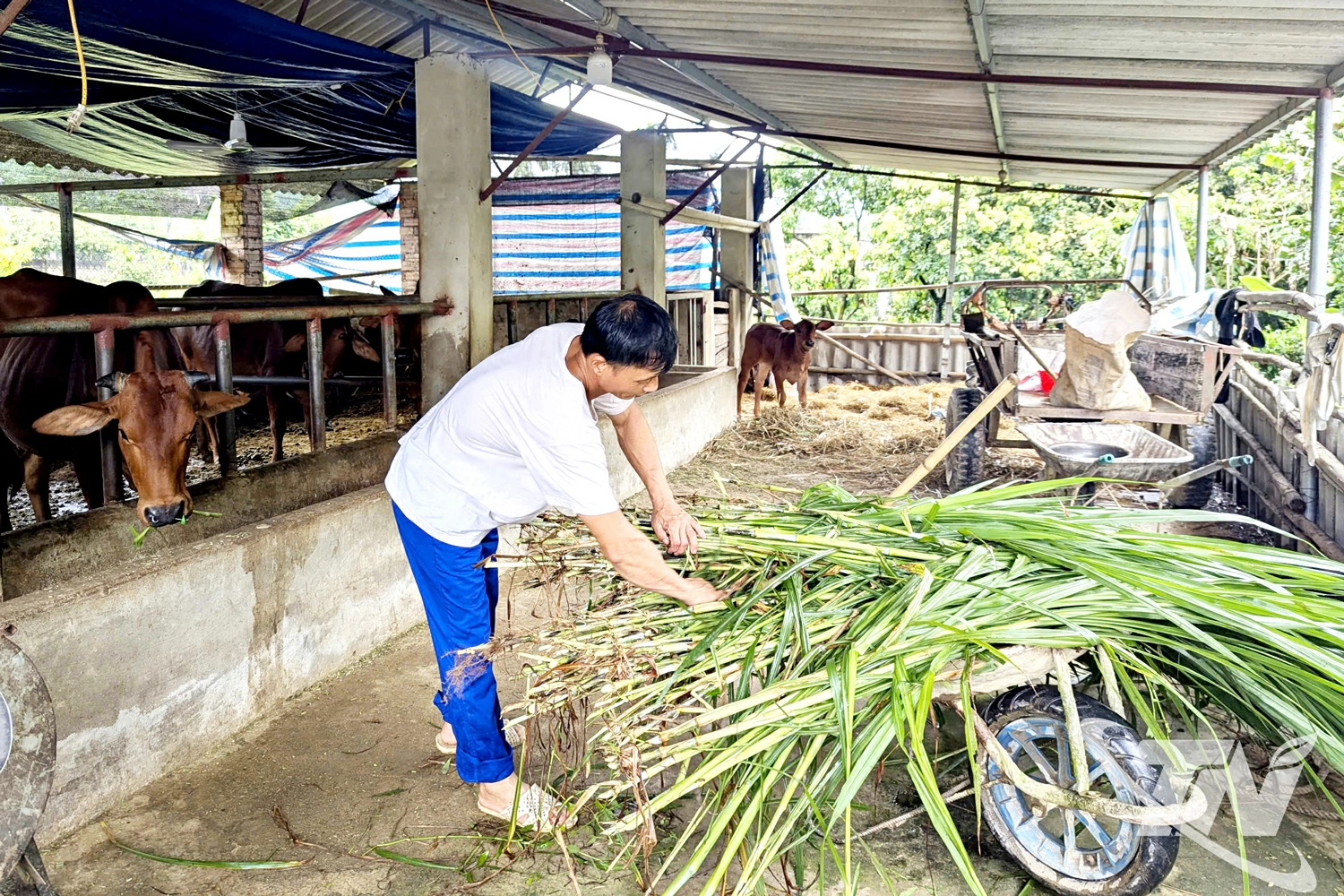 Gia đình ông Nguyễn Văn Dũng ở xã Quân Chu, vay vốn từ Ngân hàng Chính sách xã hội để phát triển chăn nuôi, trồng chè, đến nay có thu nhập từ 80-100 triệu đồng/năm.