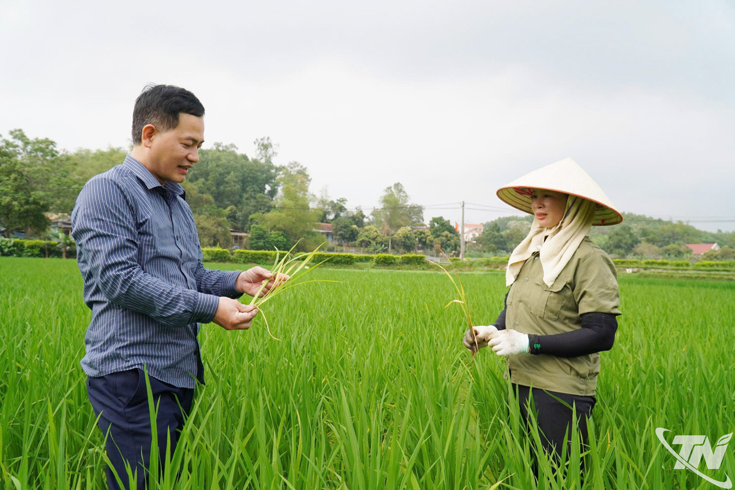 Cán bộ khuyến nông xã Tân Khánh hướng dẫn nông dân cách nhận biết   sâu bệnh gây hại trên lúa xuân trong giai đoạn trỗ bông.
