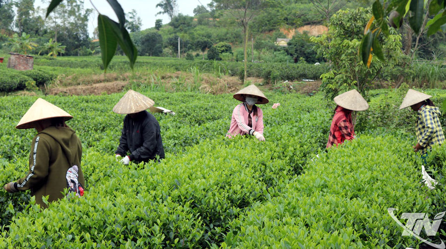 Nhờ được ông Đinh Quốc Văn chia sẻ kinh nghiệm làm chè, nhiều hộ ở xóm Trung Thành 1, xã Vô Tranh đã thoát nghèo