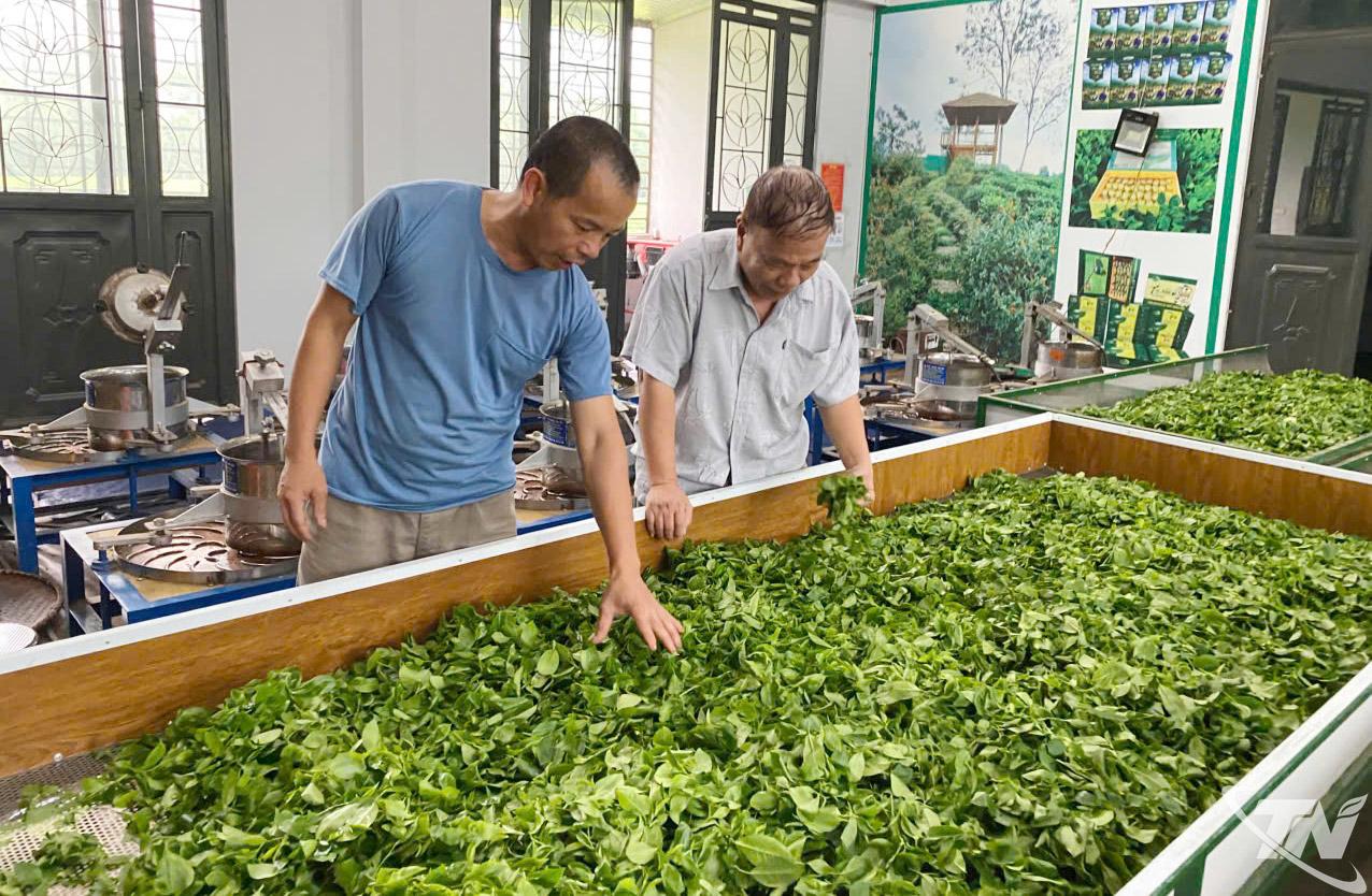 Để đạt chứng nhận OCOP, các chủ thể tại Thái Nguyên phải đáp ứng nhiều tiêu chí, nhất là tiêu chí đảm bảo chất lượng, an toàn...