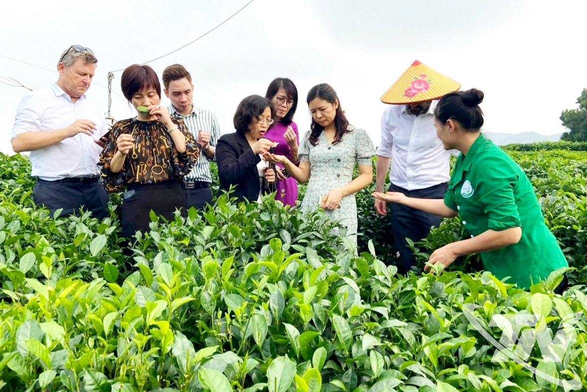 Các vùng chè Thái Nguyên có thêm nguồn thu nhập từ làm du lịch.