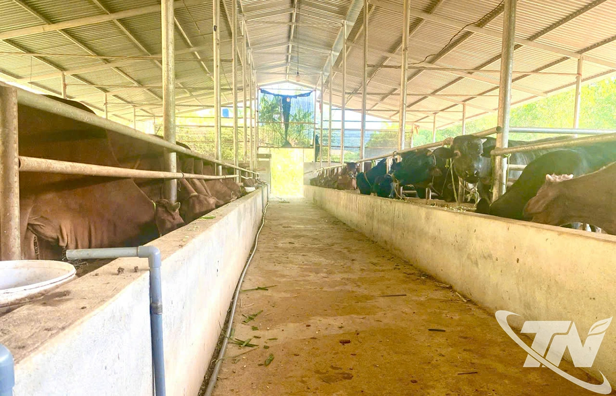  Khu chuồng nuôi của HTX bò Mông số 11 được xây dựng theo quy trình kỹ   thuật hiện đại, giúp đàn bò sinh trưởng khỏe mạnh và ổn định