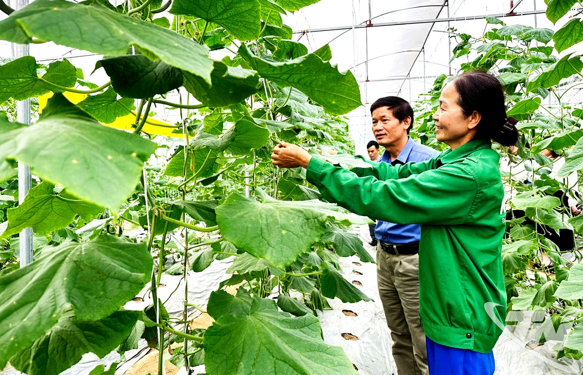 Trong nội dung Quy hoạch tỉnh x&aacute;c định x&acirc;y dựng c&aacute;c v&ugrave;ng sản xuất n&ocirc;ng   nghiệp tập trung