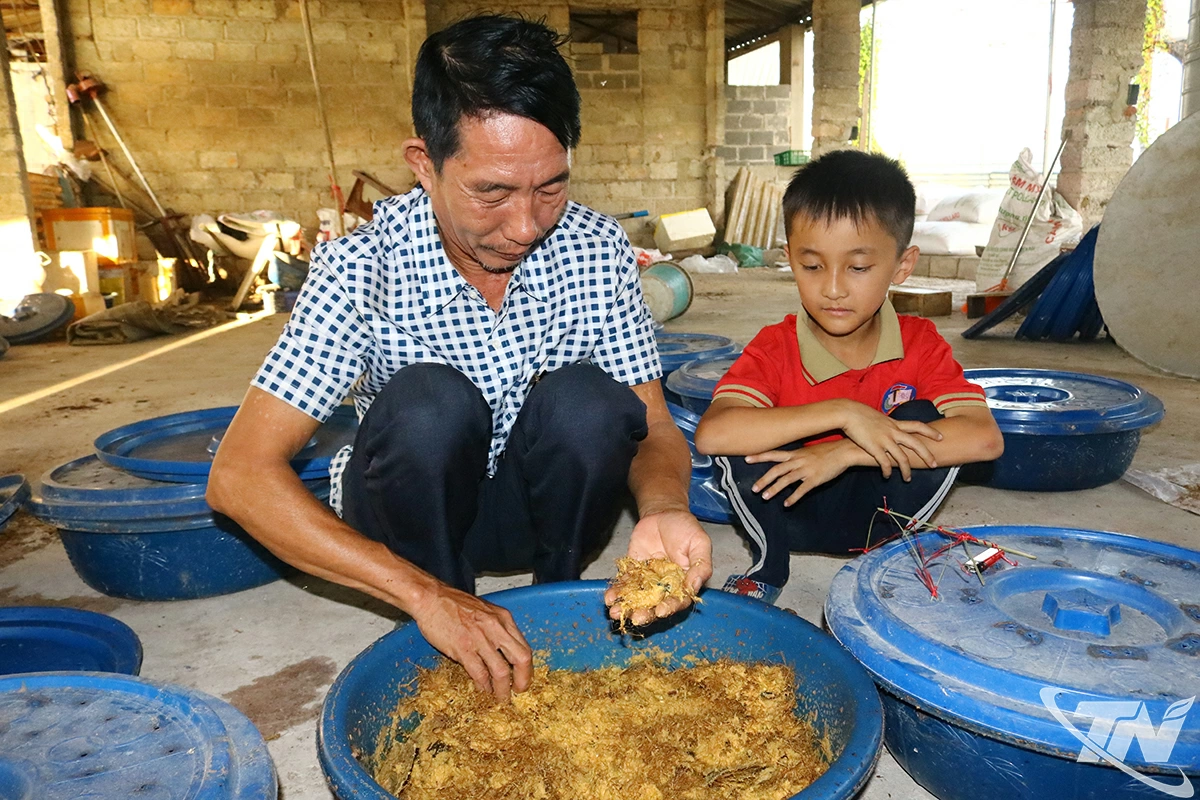 Ông Chu Văn Quân hướng dẫn cho con trai cách chăm sóc đuông dừa.