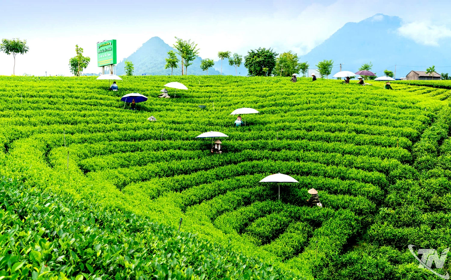 Chương trình “Mỗi xã một sản phẩm” (OCOP) đang trở thành động lực quan trọng giúp nông sản Thái Nguyên   nâng cao giá trị, từng bước khẳng định thương hiệu. Trong đó, tiêu chuẩn OCOP 5 sao có xuất phát điểm từ những   vùng nguyên liệu đạt chuẩn. Trong ảnh: Vùng chè xã La Bằng.
