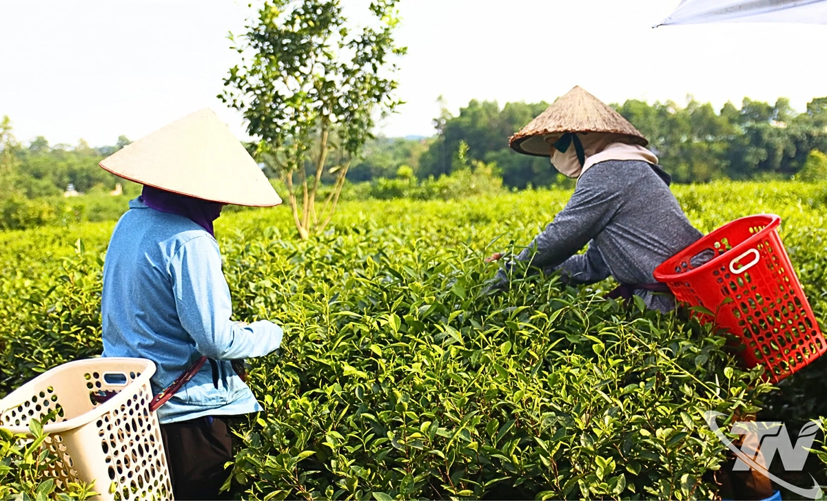 Người dân phường Phúc Thuận yên tâm gắn bó với nghề trồng, chế biến chè.