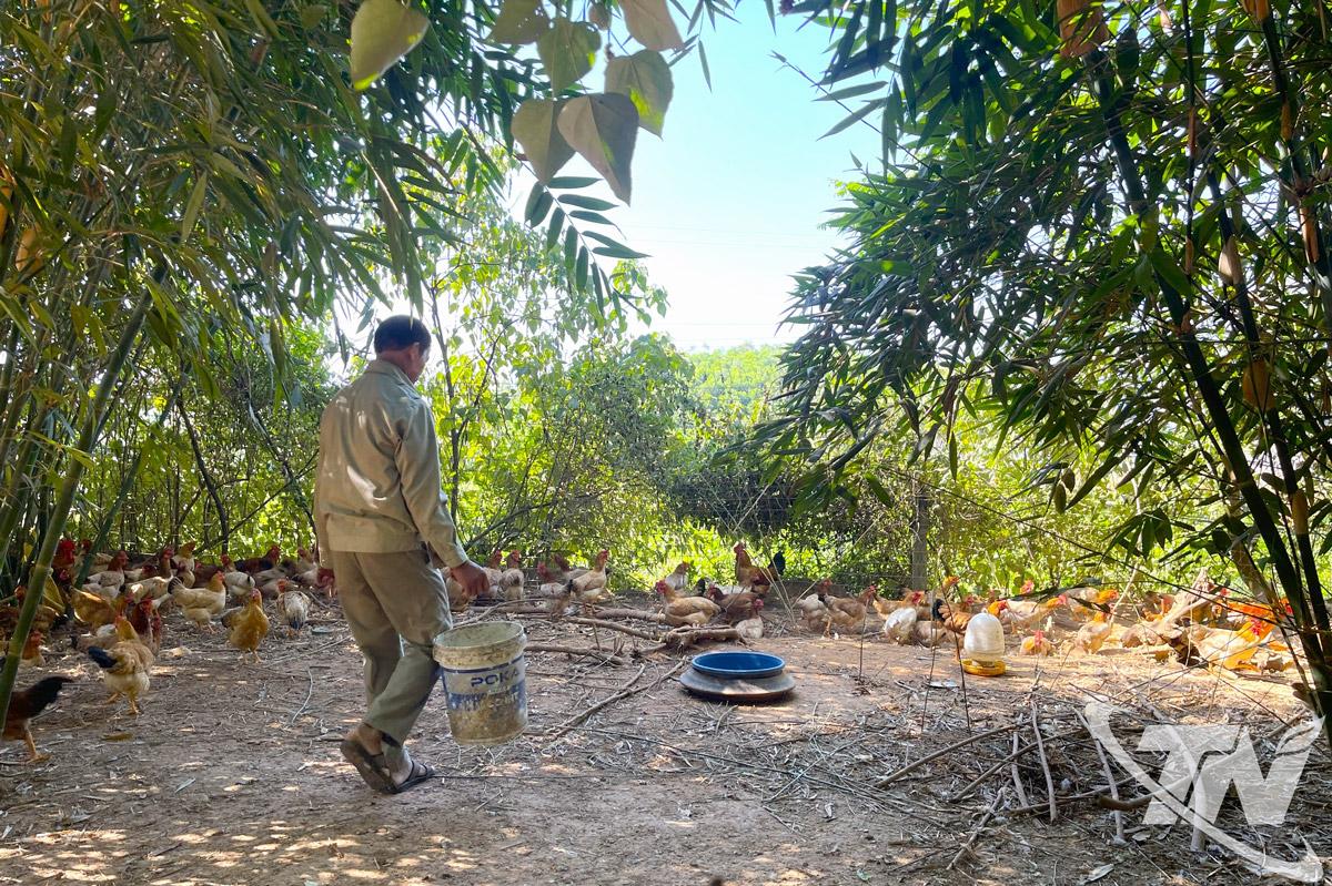 Người chăn nuôi gà đồi Phú Bình nỗ lực thích ứng, tìm giải pháp ổn định đầu ra sản phẩm.