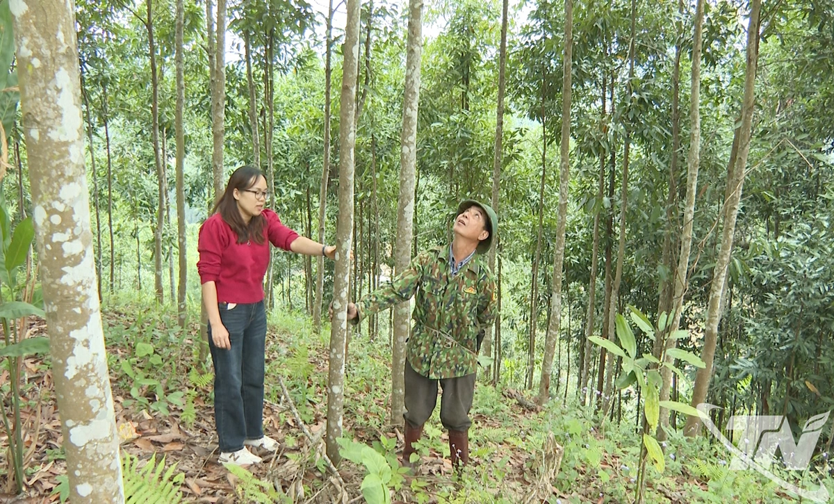 Diện tích quế của gia đình ông Triệu Hữu Quan, ở phường Bắc Kạn, sắp được khai thác.