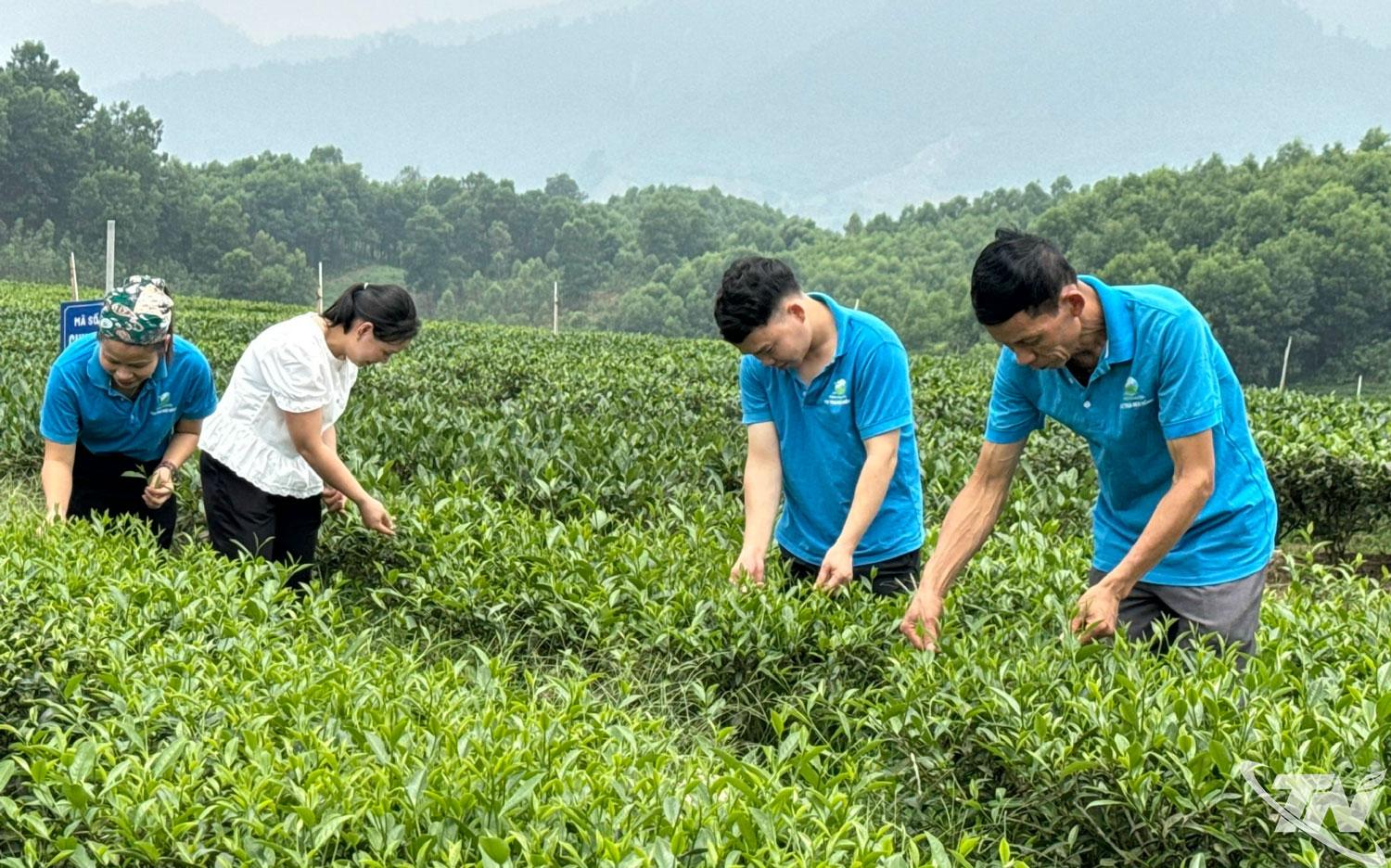 Thành viên Hợp tác xã chè Núi Hồng (xã Đức Lương) thu hái chè    trên vùng nguyên liệu tập trung.