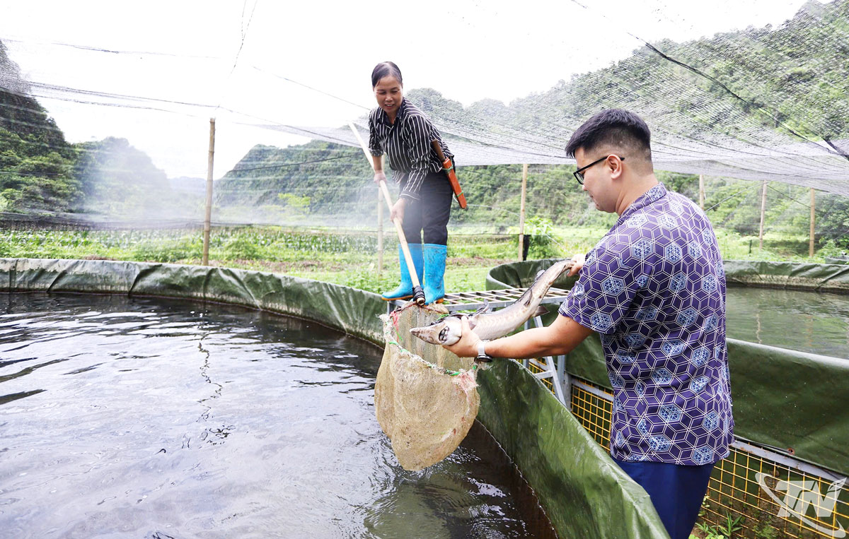 Mô hình nuôi cá tầm thương phẩm tại xã Thần Sa đang phát huy hiệu quả, trở thành một hướng đi mới trong phát triển kinh tế ở vùng đồng bào dân tộc thiểu số.