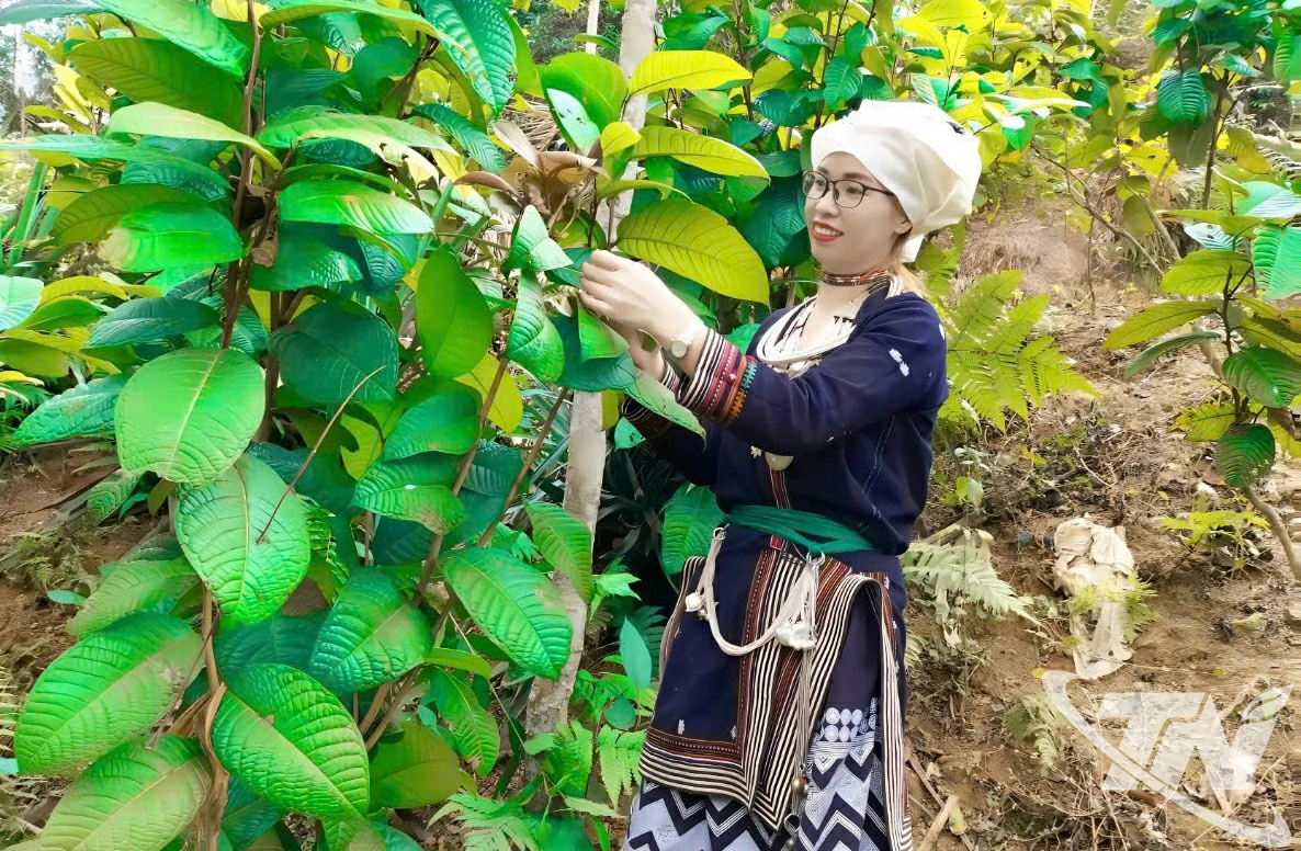 Người dân xã Nghĩa Tá chăm sóc cây chè hoa vàng.