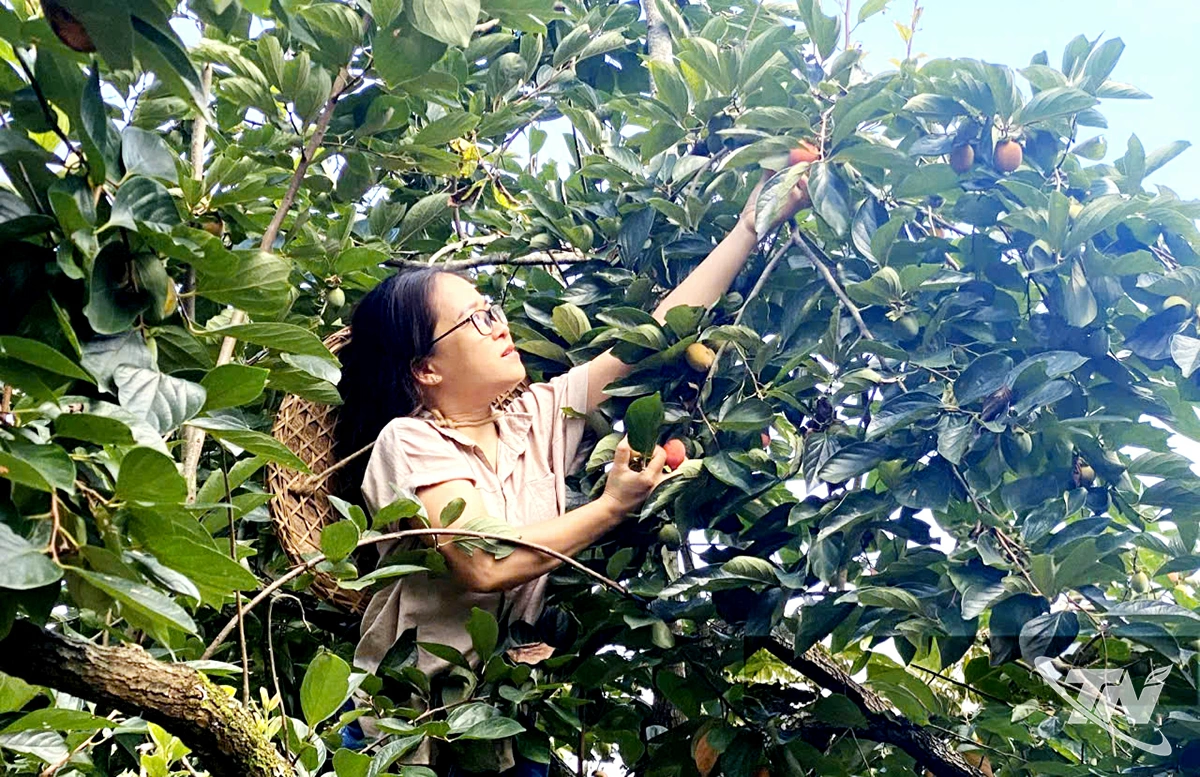 Thu hoạch hồng không hạt ở xã Đồng Phúc.