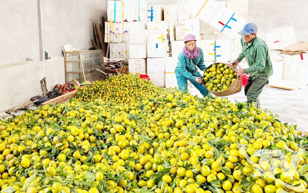 Người dân xã Bạch Thông thu hoạch quýt, chuẩn bị bán cho thương lái.