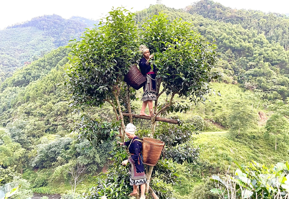B&agrave; con người Dao Tiền thu h&aacute;i ch&egrave; shan tuyết cổ thụ ở N&agrave; P&aacute;n.