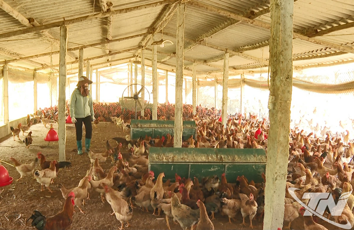Trang trại nuôi hàng nghìn con gà của gia đình ông Ngô Đức Mạnh, xã Thanh Thịnh.