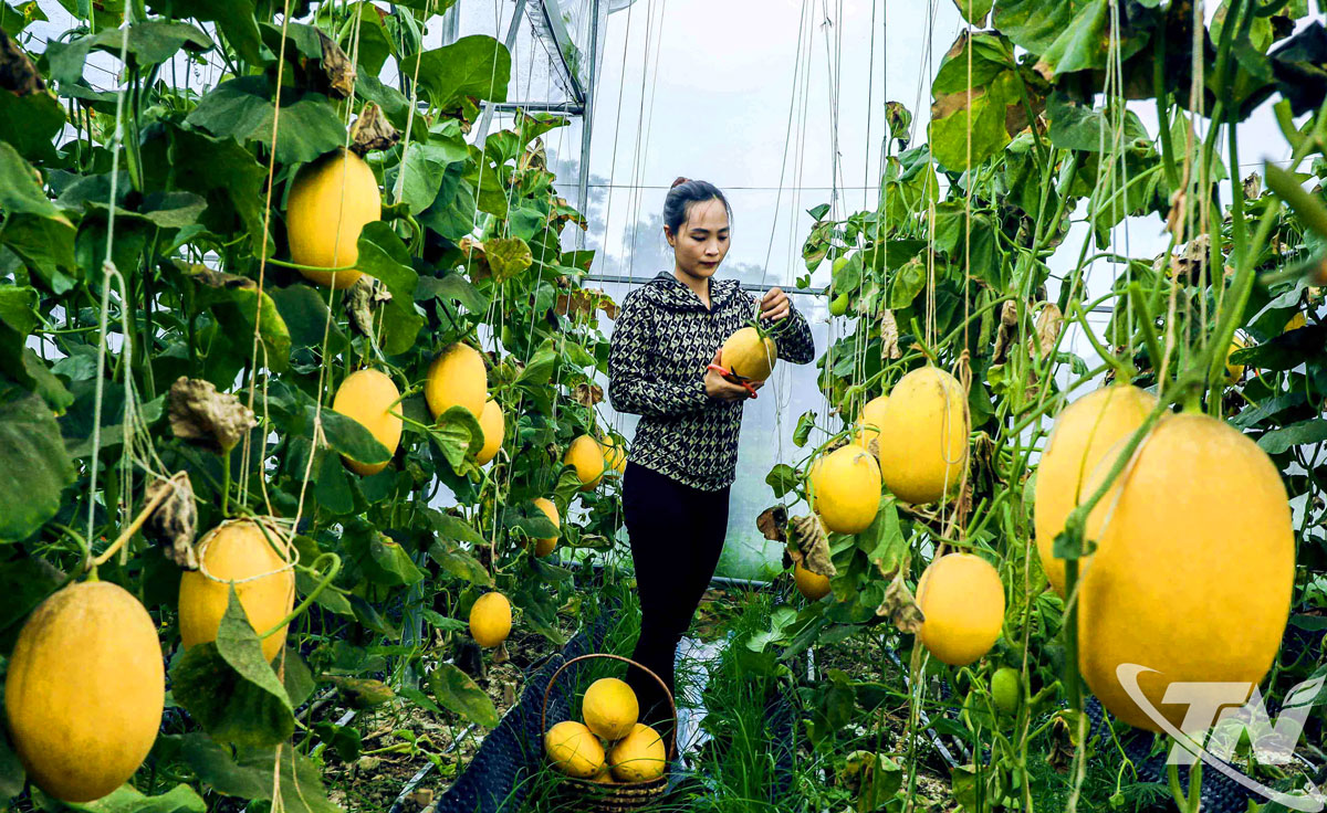 Mô hình sản xuất nông sản chất lượng cao phát triển ở nhiều địa phương trong toàn tỉnh. Ảnh: TVH