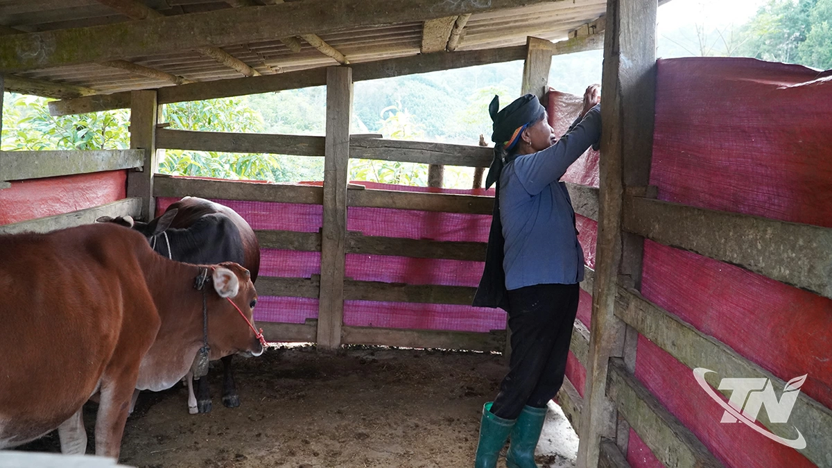 Gia đình bà Triệu Thị Quan, ở thôn Khuổi Nà (xã Xuân Dương) gia cố  chuồng trại và che bạt giữ ấm cho đàn bò trong những ngày giá rét